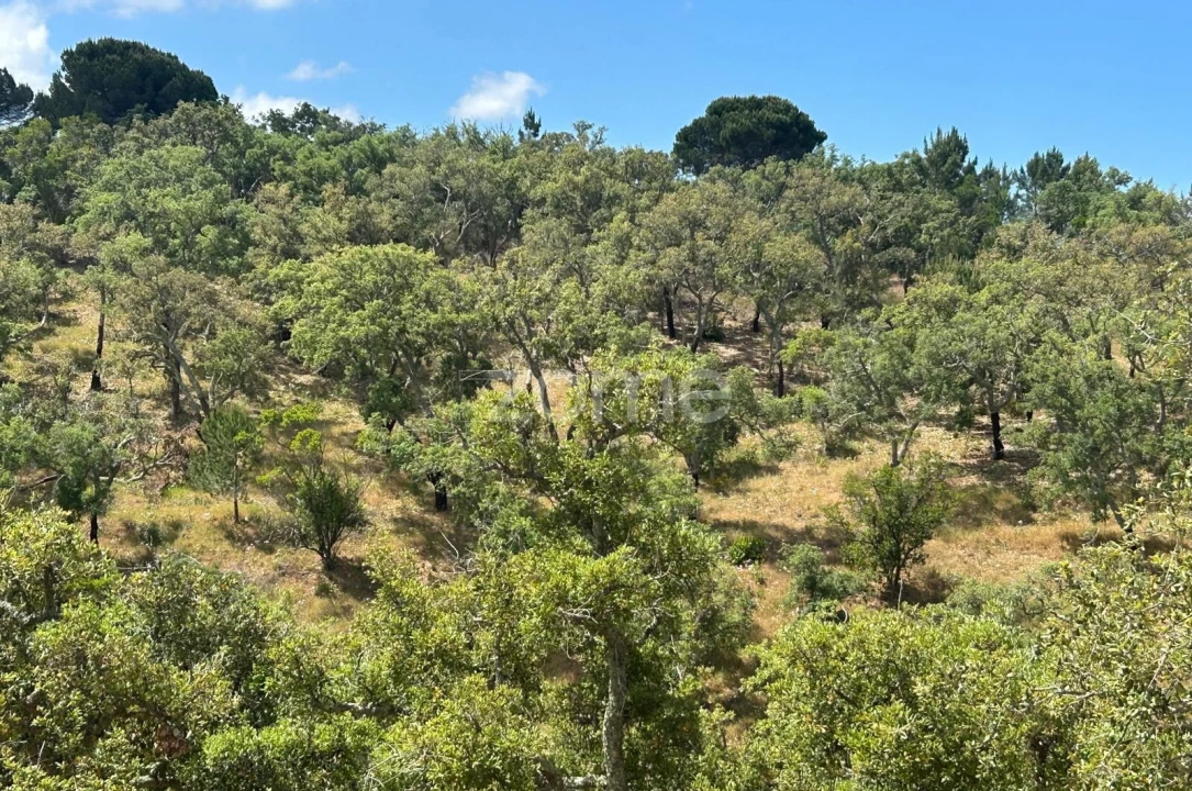 Terreno para Venda em Grândola e Santa Margarida da Serra Foto 5