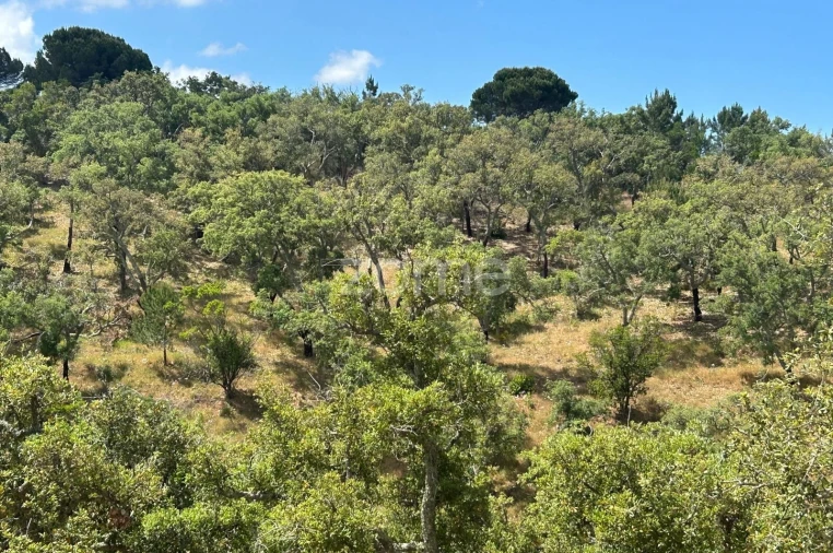 Terreno para Venda em Grândola e Santa Margarida da Serra Foto 5