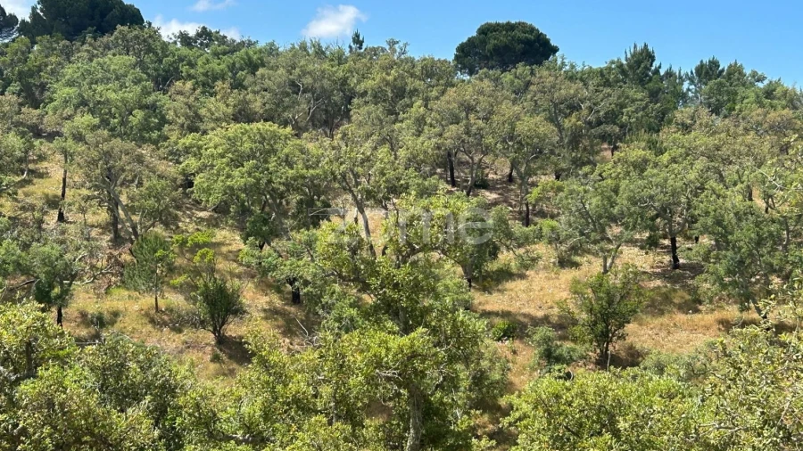 Terreno para Venda em Grândola e Santa Margarida da Serra