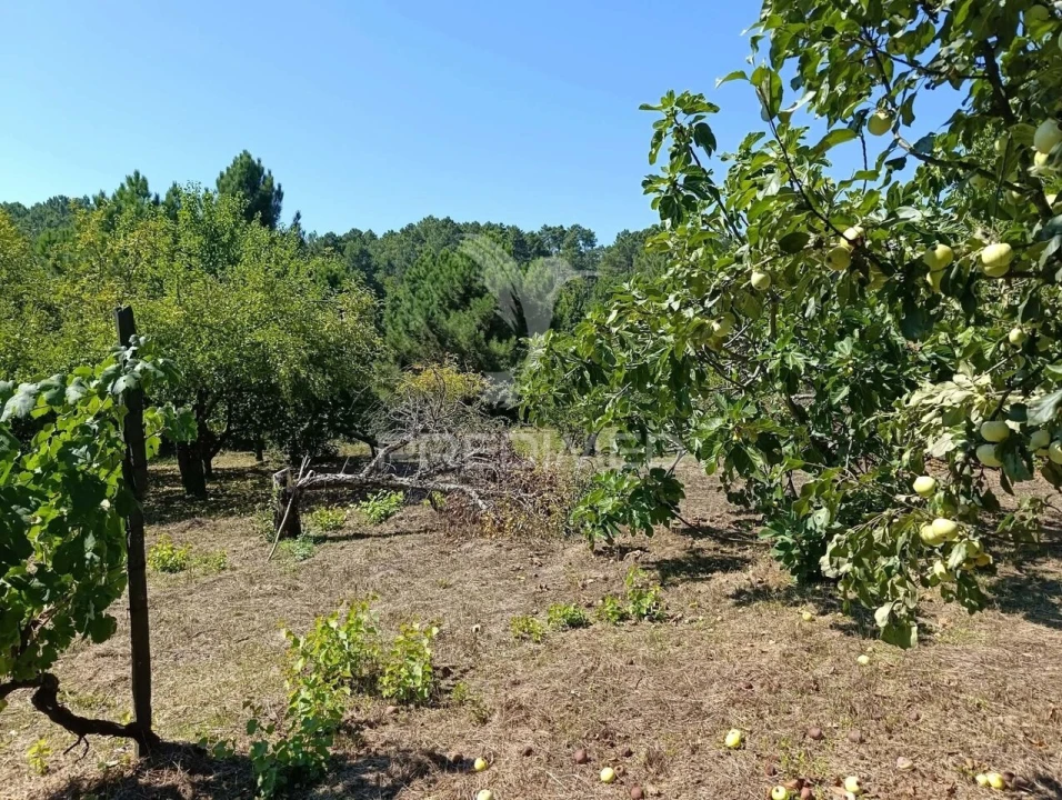 Quinta T6 para Venda em Andrães Foto 24