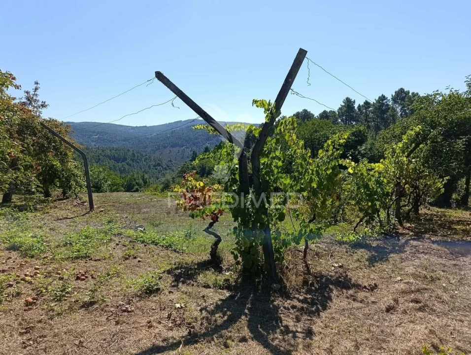Quinta T6 para Venda em Andrães Foto 26