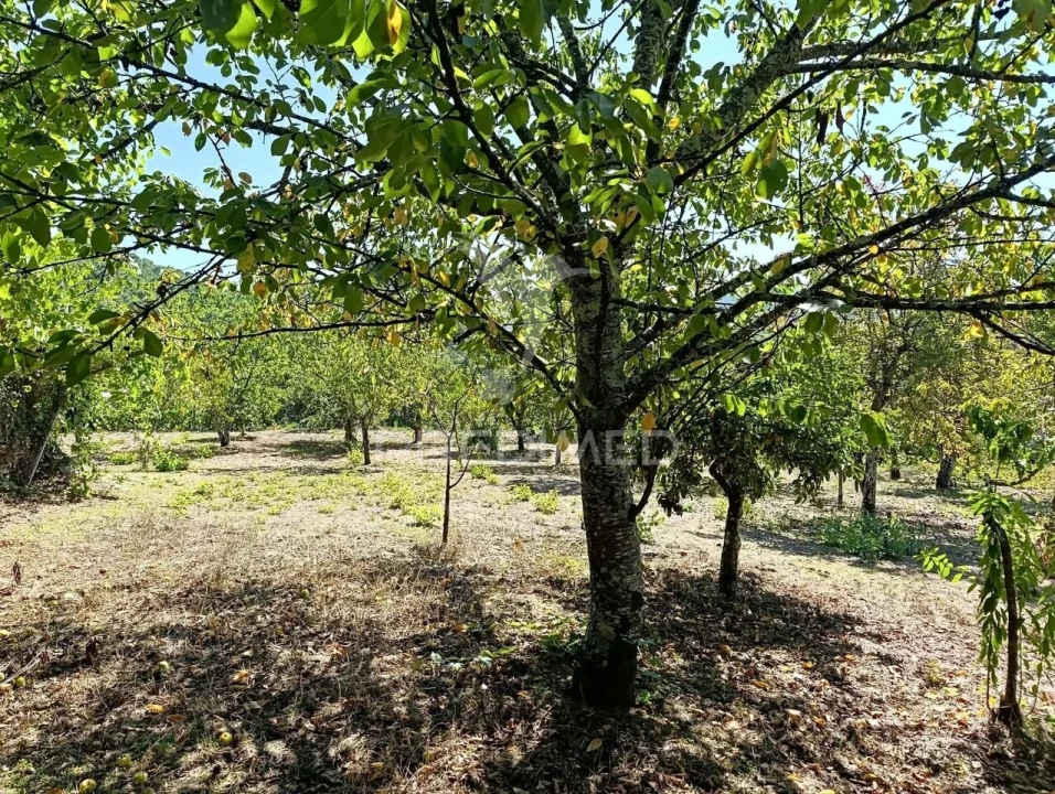 Quinta T6 para Venda em Andrães Foto 32