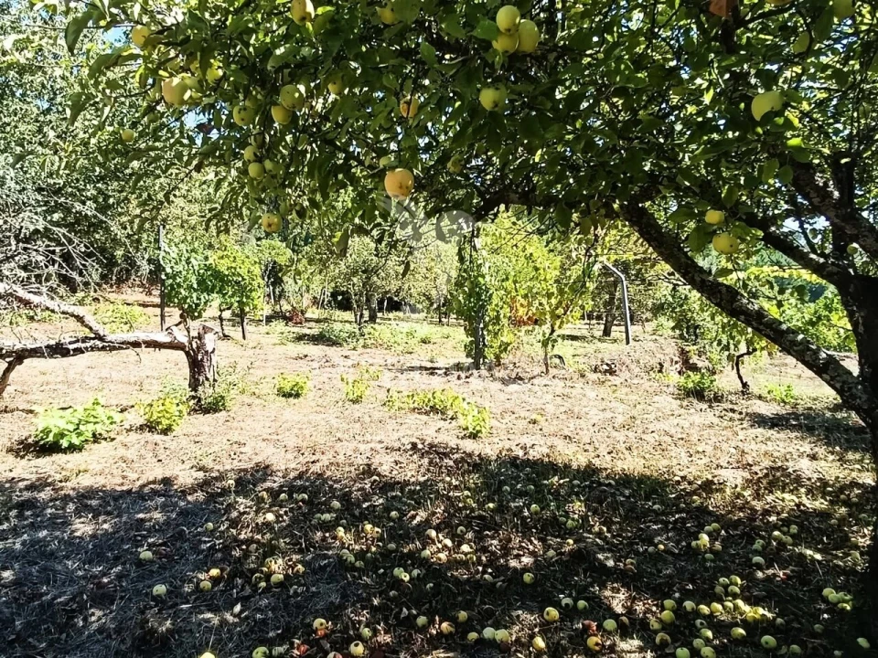 Quinta T6 para Venda em Andrães Foto 22
