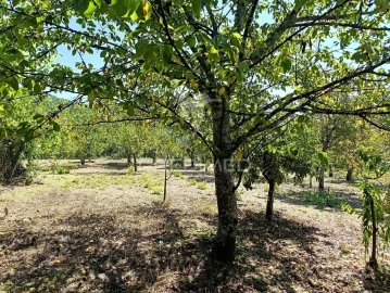 Quinta T6 para Venda em Andrães