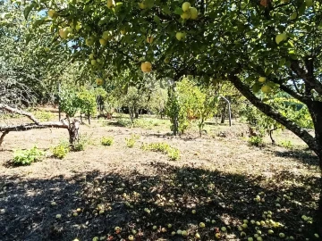 Quinta T6 para Venda em Andrães
