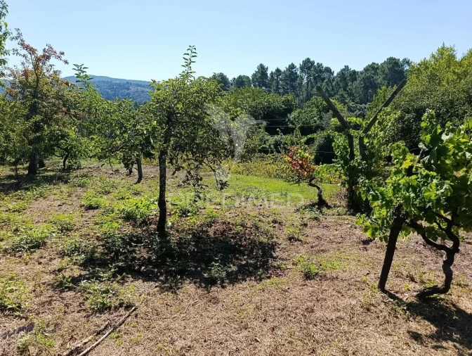 Quinta T6 para Venda em Andrães Foto 33