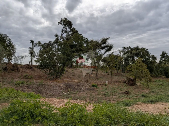 Terreno para Venda em Cernache do Bonjardim, Nesperal e Palhais Foto 5