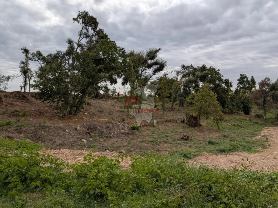 Terreno para Venda em Cernache do Bonjardim, Nesperal e Palhais Foto 13