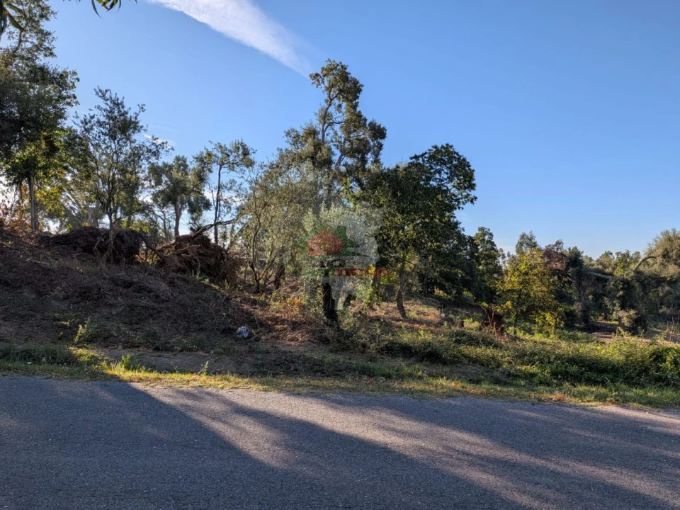 Terreno para Venda em Cernache do Bonjardim, Nesperal e Palhais Foto 3