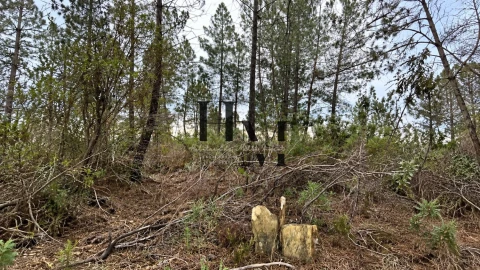 Terreno para Venda em Sarnadas de Rodão