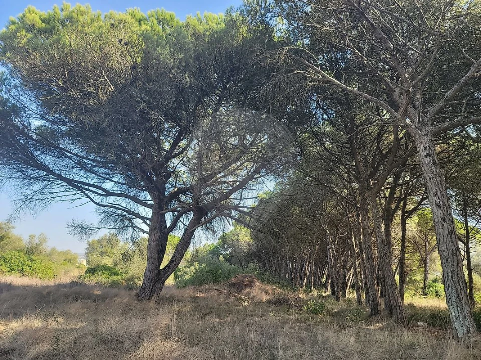 Terreno para Venda em São João das Lampas e Terrugem Foto 11