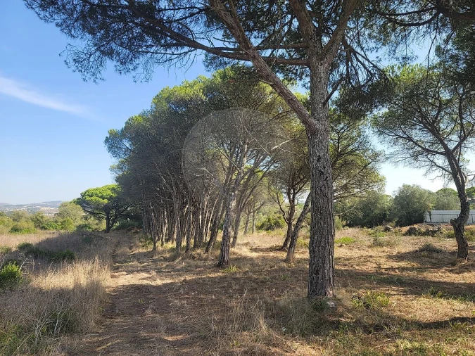 Terreno para Venda em São João das Lampas e Terrugem Foto 4