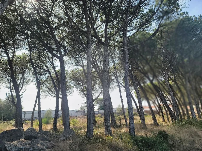 Terreno para Venda em São João das Lampas e Terrugem Foto 15