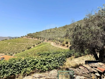 Quinta T0 para Venda em Ervedosa do Douro