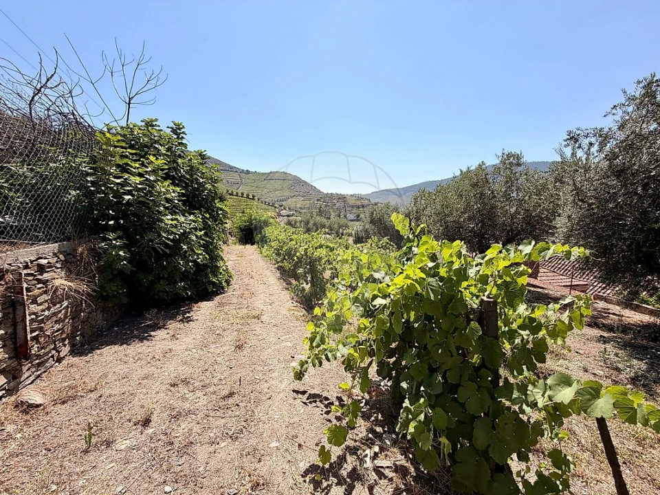 Quinta T0 para Venda em Ervedosa do Douro Foto 30