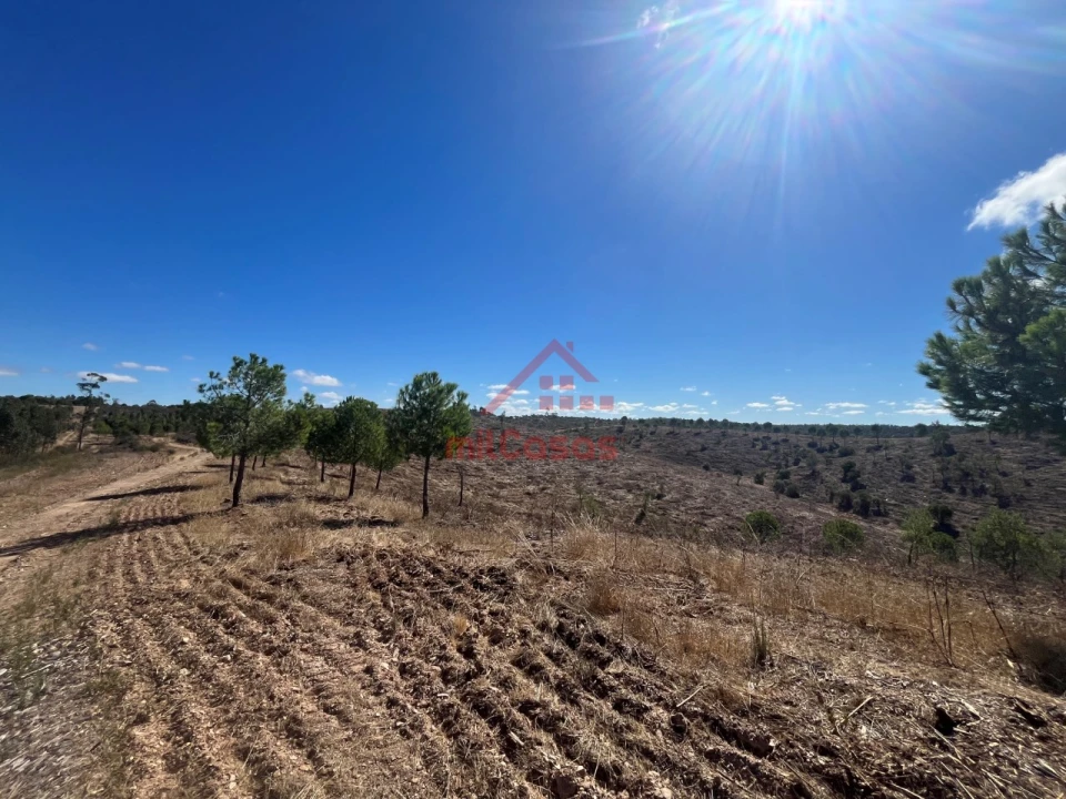 Terreno Agricola ou Rústico para Venda em Alcórrego e Maranhão Foto 2