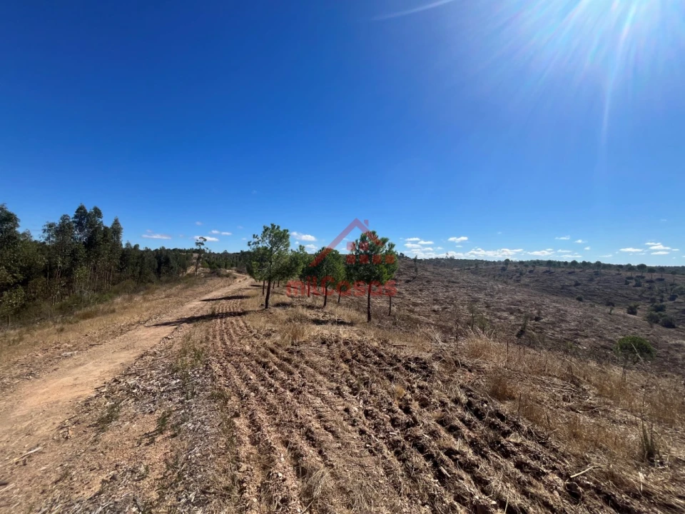 Terreno Agricola ou Rústico para Venda em Alcórrego e Maranhão Foto 3