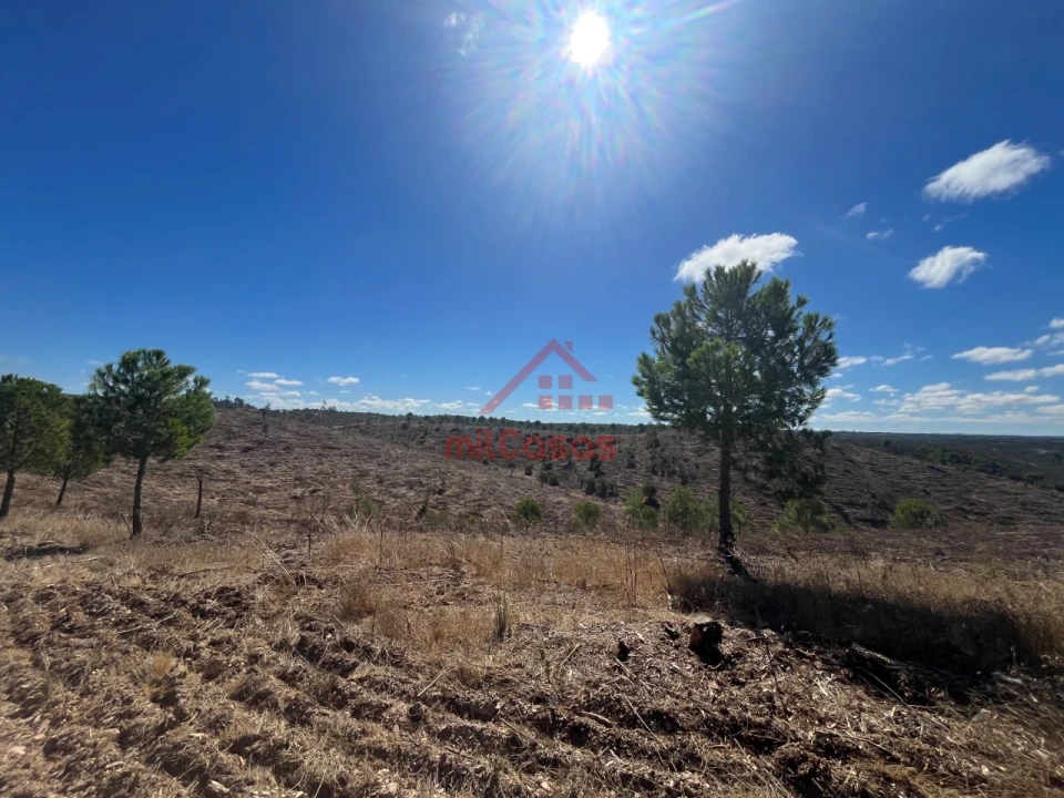 Terreno Agricola ou Rústico para Venda em Alcórrego e Maranhão Foto 4