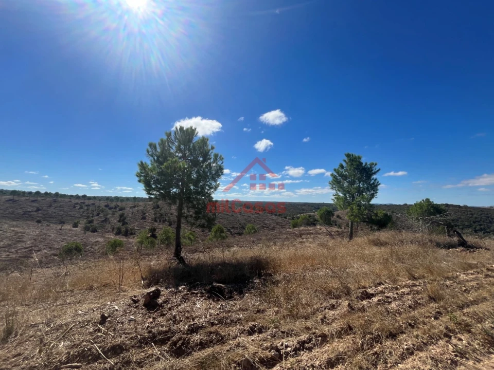 Terreno Agricola ou Rústico para Venda em Alcórrego e Maranhão Foto 5
