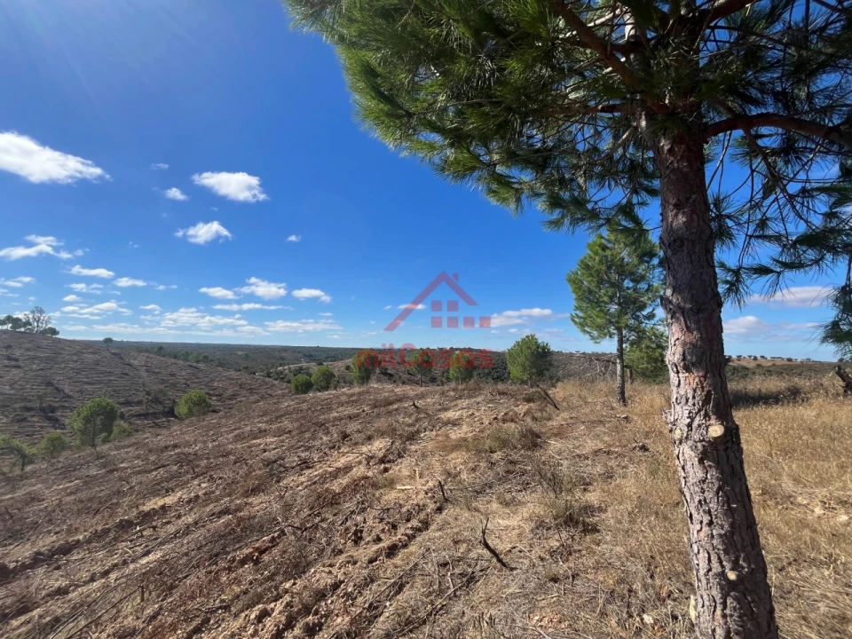 Terreno Agricola ou Rústico para Venda em Alcórrego e Maranhão Foto 7