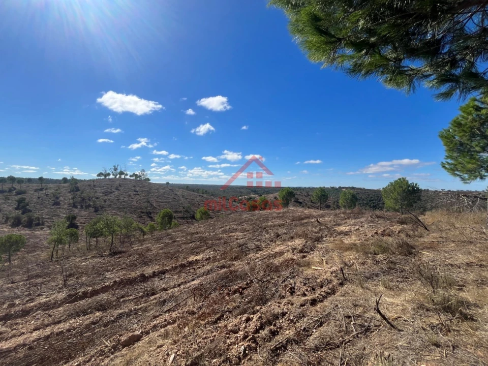 Terreno Agricola ou Rústico para Venda em Alcórrego e Maranhão Foto 8