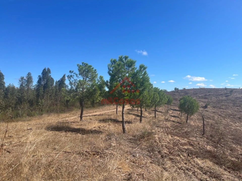 Terreno Agricola ou Rústico para Venda em Alcórrego e Maranhão Foto 10