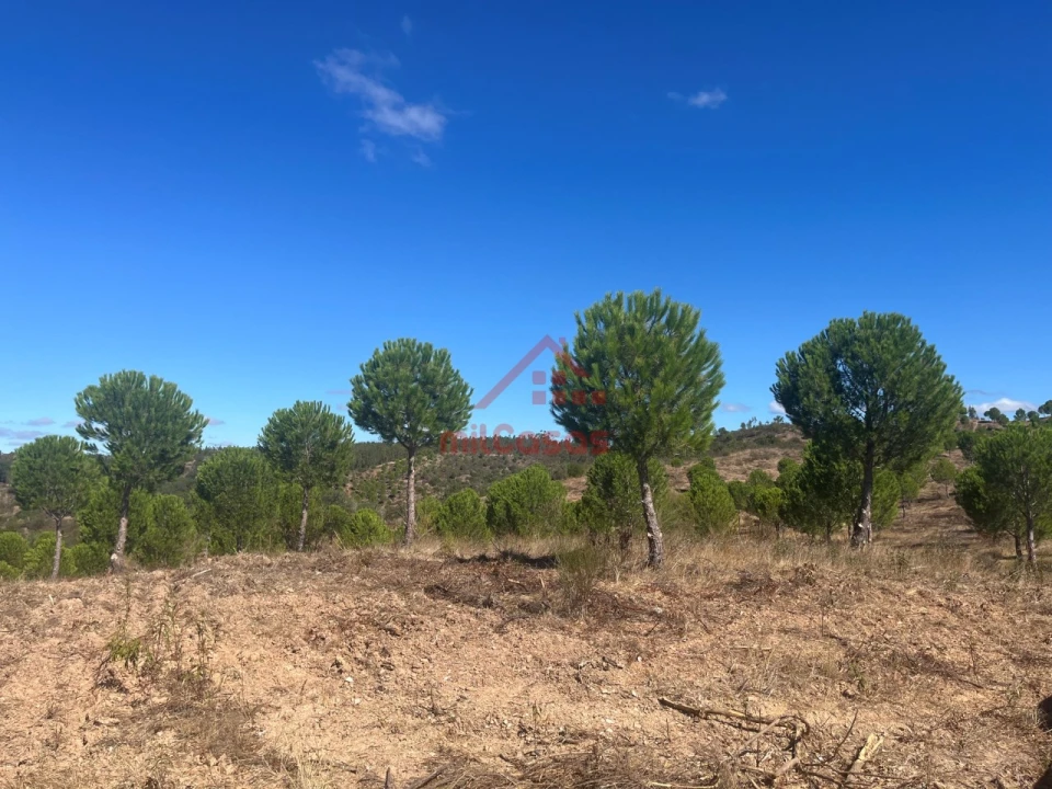 Terreno Agricola ou Rústico para Venda em Alcórrego e Maranhão Foto 11