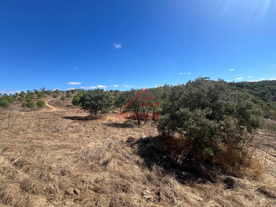 Terreno Agricola ou Rústico para Venda em Alcórrego e Maranhão Foto 16