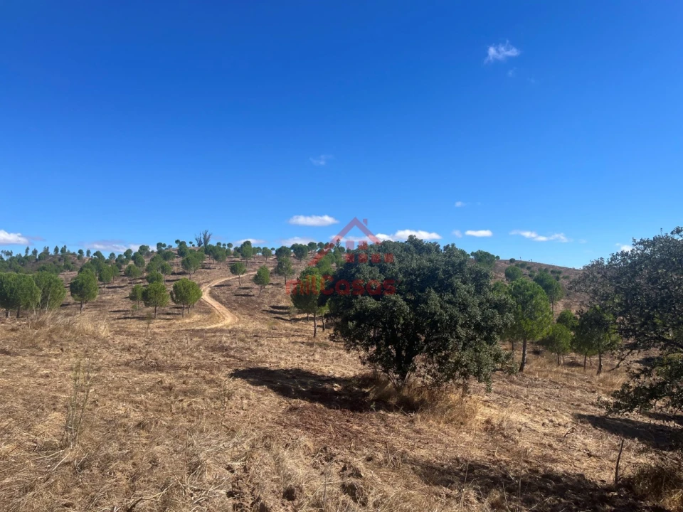 Terreno Agricola ou Rústico para Venda em Alcórrego e Maranhão Foto 19