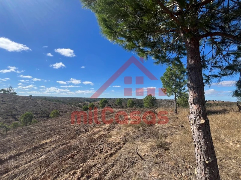 Terreno Agricola ou Rústico para Venda em Alcórrego e Maranhão Foto 11