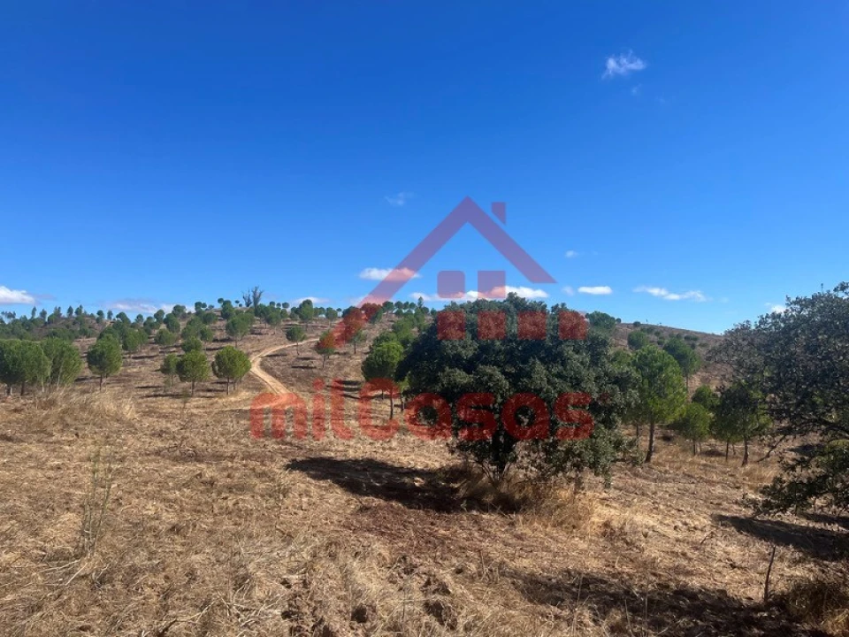 Terreno Agricola ou Rústico para Venda em Alcórrego e Maranhão Foto 18