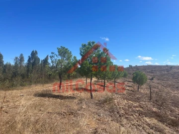 Terreno Agricola ou Rústico para Venda em Alcórrego e Maranhão