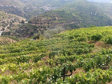 Terreno para Venda em Lobrigos (São Miguel e São João Baptista) e Sanhoane