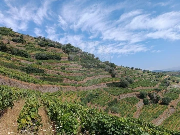 Terreno para Venda em Lobrigos (São Miguel e São João Baptista) e Sanhoane