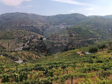 Terreno para Venda em Lobrigos (São Miguel e São João Baptista) e Sanhoane
