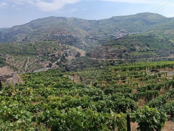 Terreno para Venda em Lobrigos (São Miguel e São João Baptista) e Sanhoane
