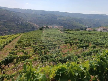 Terreno para Venda em Lobrigos (São Miguel e São João Baptista) e Sanhoane