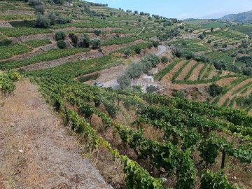 Terreno para Venda em Lobrigos (São Miguel e São João Baptista) e Sanhoane
