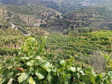 Terreno para Venda em Lobrigos (São Miguel e São João Baptista) e Sanhoane