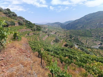 Terreno para Venda em Lobrigos (São Miguel e São João Baptista) e Sanhoane