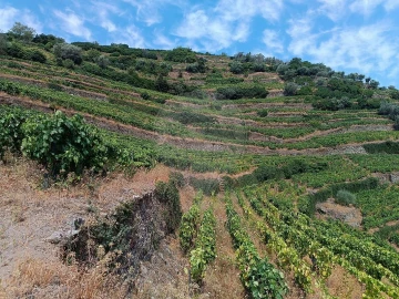 Terreno para Venda em Lobrigos (São Miguel e São João Baptista) e Sanhoane