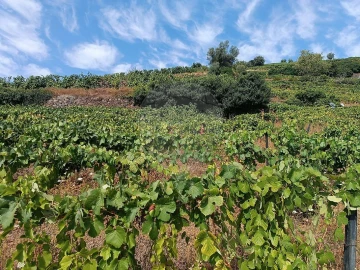 Terreno para Venda em Lobrigos (São Miguel e São João Baptista) e Sanhoane