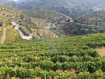 Terreno para Venda em Lobrigos (São Miguel e São João Baptista) e Sanhoane