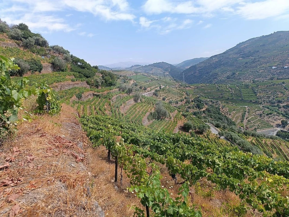 Terreno para Venda em Lobrigos (São Miguel e São João Baptista) e Sanhoane Foto 4