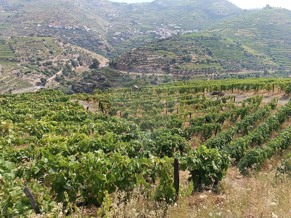 Terreno para Venda em Lobrigos (São Miguel e São João Baptista) e Sanhoane Foto 12