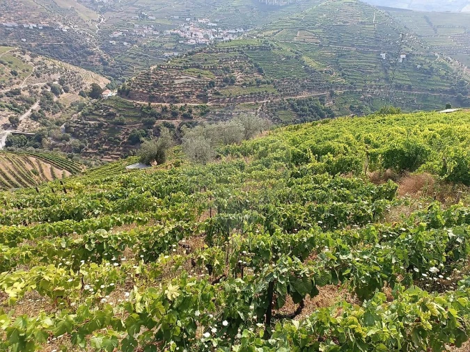 Terreno para Venda em Lobrigos (São Miguel e São João Baptista) e Sanhoane Foto 16