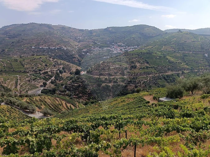 Terreno para Venda em Lobrigos (São Miguel e São João Baptista) e Sanhoane Foto 17