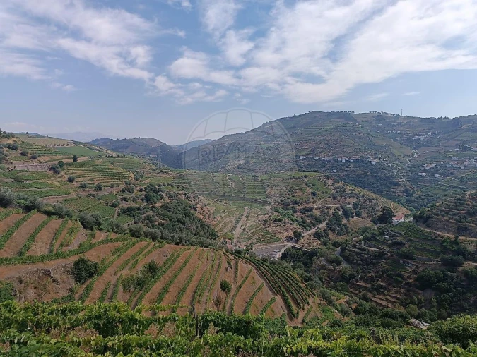 Terreno para Venda em Lobrigos (São Miguel e São João Baptista) e Sanhoane Foto 13