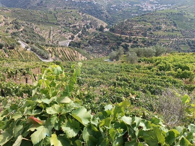 Terreno para Venda em Lobrigos (São Miguel e São João Baptista) e Sanhoane Foto 7