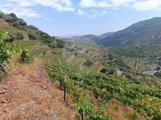 Terreno para Venda em Lobrigos (São Miguel e São João Baptista) e Sanhoane Foto 4